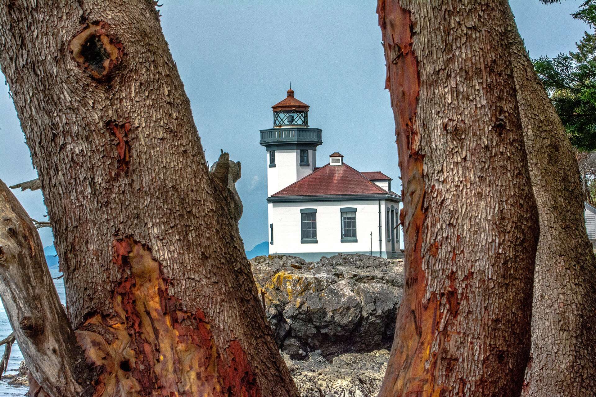 Lime Kiln lighthouse between the madronas, San Juan Island
